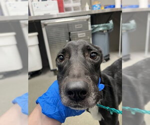 Mutt Dogs for adoption in Las Vegas, NV, USA
