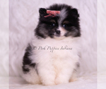Small Photo #103 Pomeranian Puppy For Sale in WARSAW, IN, USA
