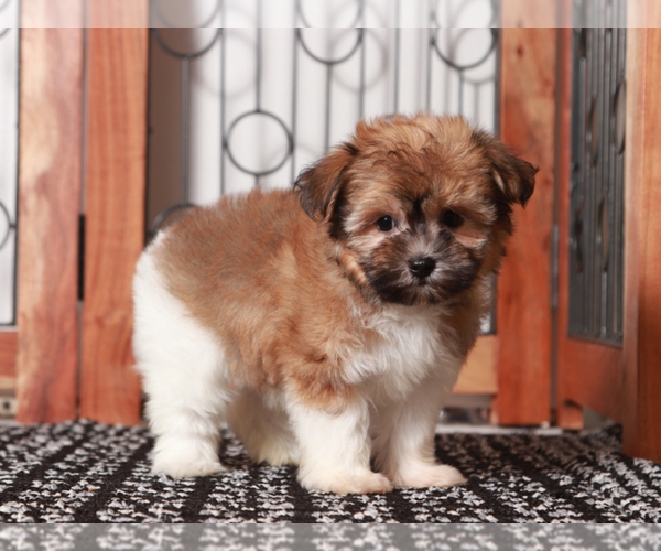 Medium Photo #2 Cairnese Puppy For Sale in NAPLES, FL, USA