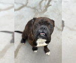 Small #9 Bulldog