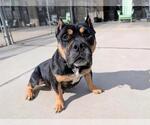 Small Bulldog-Staffordshire Bull Terrier Mix