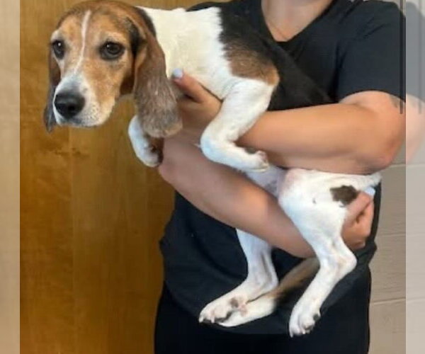 Medium Photo #9 Beagle Puppy For Sale in Dunnellon, FL, USA