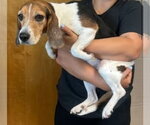 Small #8 Beagle