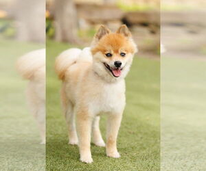 Chiranian Dogs for adoption in McKinney, TX, USA