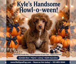 Poodle (Toy) Puppy for sale in TAYLOR, TX, USA