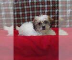 Small #3 Zuchon