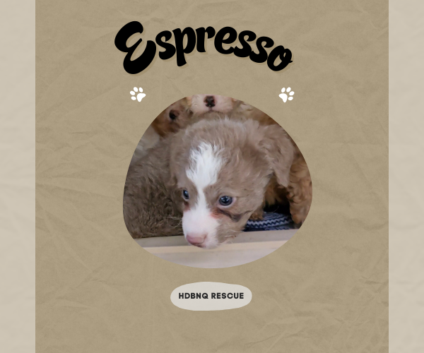 Medium Photo #1 Maltipoo (Miniature) Puppy For Sale in Pacifica, CA, USA