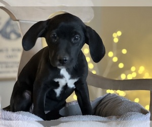 Labbe Puppy for Sale in CONVERSE, Indiana USA