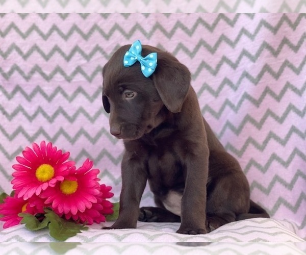Medium Photo #9 Labrador Retriever Puppy For Sale in LAKELAND, FL, USA