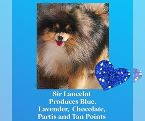 Pomeranian Puppy for sale in KINGMAN, AZ, USA