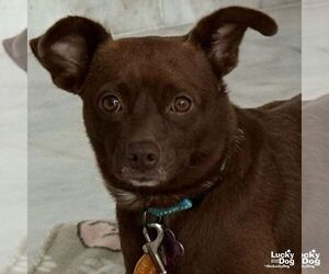 Chiweenie Dogs for adoption in Washington, DC, USA