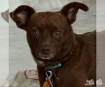 Small Chiweenie