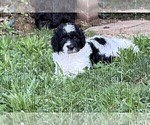 Small #9 Aussiedoodle