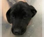 Small Great Dane-Labrador Retriever Mix