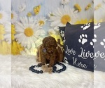 Small #2 Poodle (Toy)