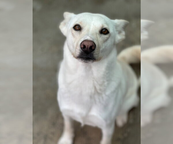 Medium Photo #4 German Shepherd Dog-Unknown Mix Puppy For Sale in Oak Bluffs, MA, USA