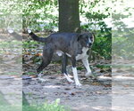 Small #5 Boxer-Great Pyrenees Mix
