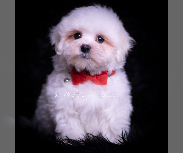 Medium Photo #2 Maltese Puppy For Sale in WARSAW, IN, USA