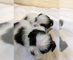 Small Photo #14 Shih Tzu Puppy For Sale in ARDEN, NC, USA