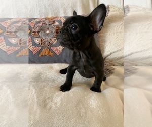 French Bulldog Puppy for sale in JOHNS ISLAND, SC, USA