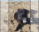 Small Photo #6 Labrador Retriever-Unknown Mix Puppy For Sale in San Diego, CA, USA