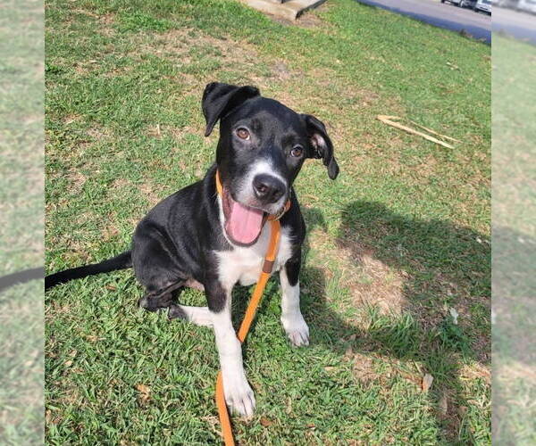 Medium Photo #2 Labrador Retriever-Unknown Mix Puppy For Sale in Rockaway, NJ, USA