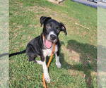 Small #1 Labrador Retriever Mix