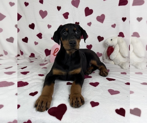 Medium Photo #4 Doberman Pinscher Puppy For Sale in GREENFIELD, IN, USA