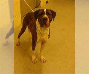 Mutt Dogs for adoption in Sanford, FL, USA