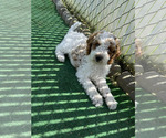 Small Photo #4 Goldendoodle (Miniature) Puppy For Sale in LAYTON, UT, USA