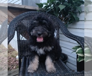 Aussiedoodle Miniature  Puppy for sale in COUCH, MO, USA