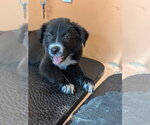 Small Labrador Retriever