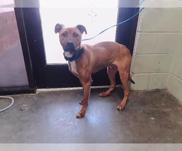 Medium Photo #1 Staffordshire Bull Terrier-Unknown Mix Puppy For Sale in Tulsa, OK, USA