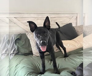 Saturn (Planet litter) - Female German Shepherd Dog-Staffordshire Bull Terrier Mix Dog for Adoption - Photo #7