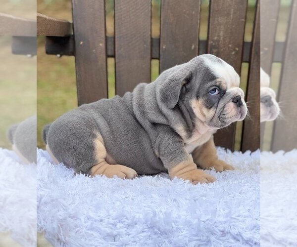 Medium Photo #3 Bulldog Puppy For Sale in ATL, GA, USA