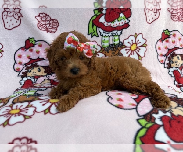 Medium Photo #4 Cavapoo (Miniature) Puppy For Sale in LAKELAND, FL, USA
