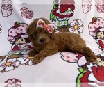 Small #3 Cavapoo (Miniature)
