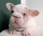 Small Photo #17 French Bulldog Puppy For Sale in GOSHEN, IN, USA