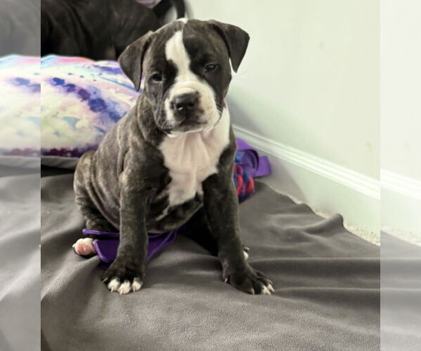 Medium Photo #1 Boxer-Unknown Mix Puppy For Sale in Raleigh, NC, USA