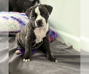 Boxer-Unknown Mix Dogs for adoption in Raleigh, NC, USA