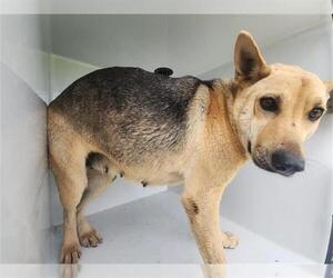 German Shepherd Dog-Unknown Mix Dogs for adoption in Houston, TX, USA