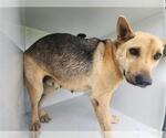 Small German Shepherd Dog Mix