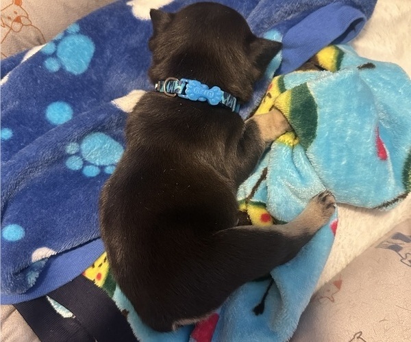 Medium Photo #3 French Bulldog Puppy For Sale in OSWEGO, IL, USA