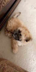 Shih Tzu Puppy for sale in ROANOKE, VA, USA