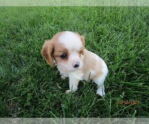 Cavalier King Charles Spaniel Puppy for sale in CAYUGA, NY, USA