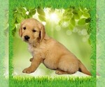 Puppy Sakura Golden Retriever