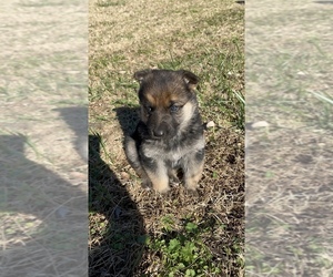German Shepherd Dog Puppy for sale in NORLINA, NC, USA