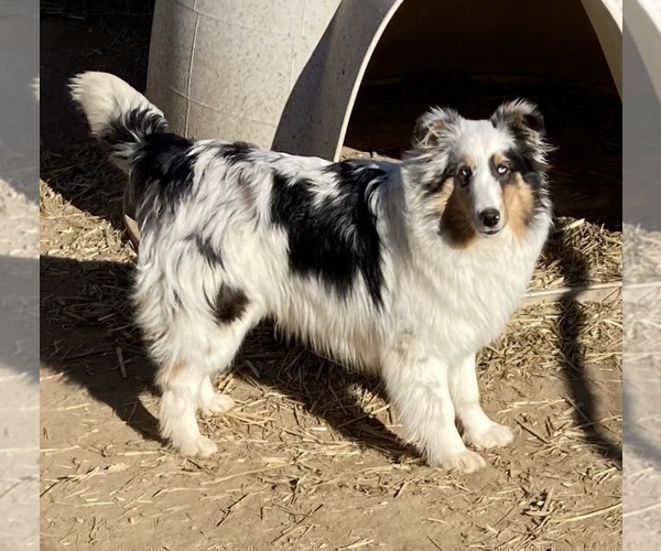 Medium Photo #1 Shetland Sheepdog Puppy For Sale in FORT MORGAN, CO, USA