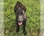 Small #3 German Shepherd Dog