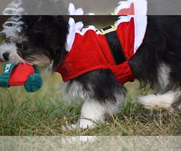 Medium Photo #9 Auss-Tzu Puppy For Sale in PALM COAST, FL, USA